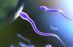 نتیجه تصویری برای اسپرم منجمد انسان