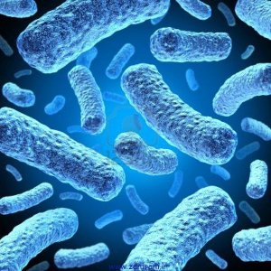 bacteria-and-bacterium