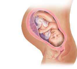 مراحل-رشد-جنین-را-از-هفته-اول-بصورت-تصویری-دنبال-کنید-37