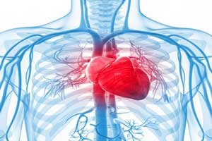 interesting-facts-about-the-human-heart