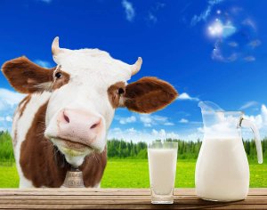 cow_milk-1