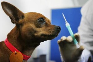 rabies1_dog_rabies_vaccination