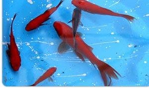 رابطه دست زدن به ماهی قرمز و بروز آلودگی قارچی