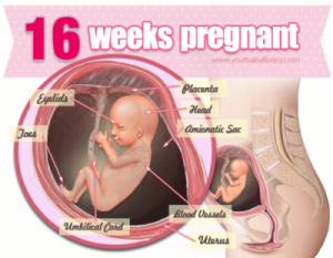 آنچه درباره وضعیت جنین در هفته شانزدهم نمیدانید