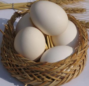 توصیه های بهداشتی در مصرف و خرید تخم مرغ