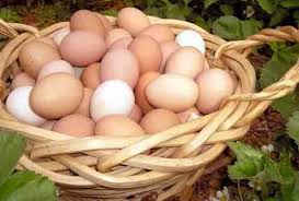 توصیه هایی برای نگهداری تخم مرغ خارج از یخچال