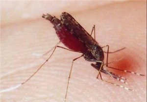 راهکاری برای کاهش پشه ناقل بیماری مالاریا