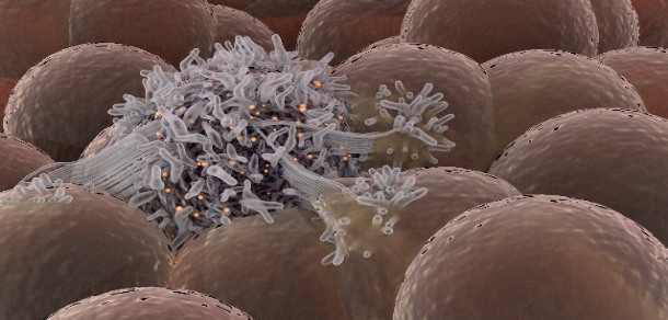سلول های بنیادی برای مبارزه با سرطان