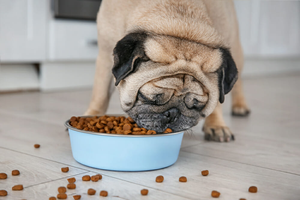 عوامل مهم در انتخاب غذای سگ